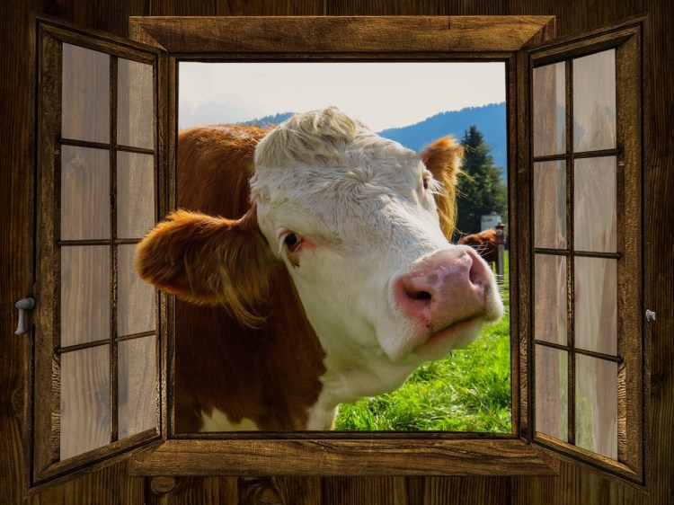 cow PX Here