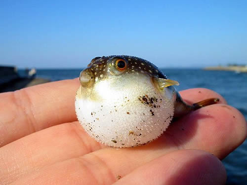 'Baby Puffer Fish' NikazDesignz CC BY-NC-ND 2.0