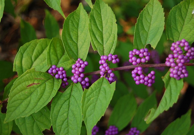 BEAUTYBERRY BUSH!!! – MRB'S Weekly Blog